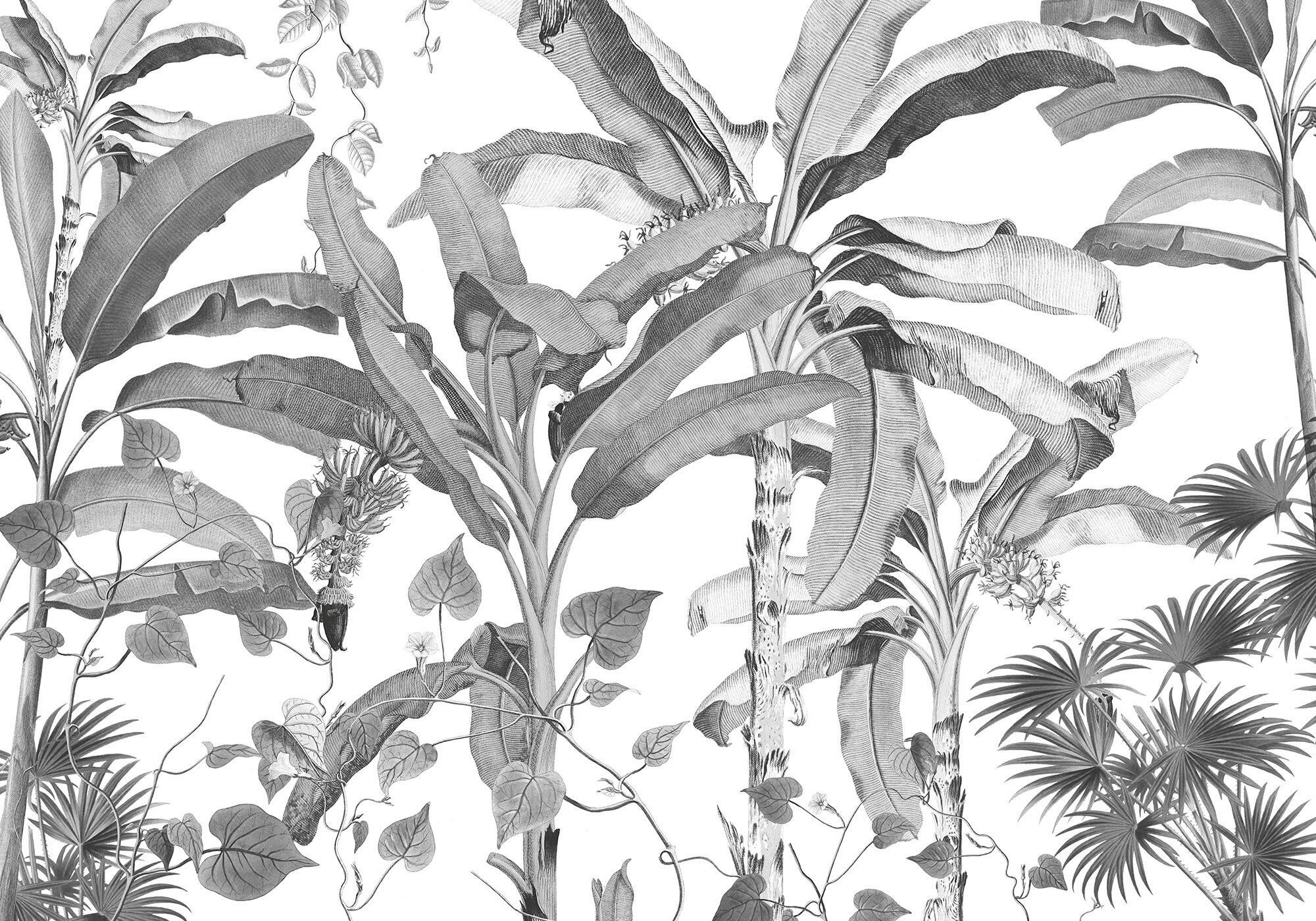 Fototapete Croissances Monochrome - Schwarz/Weiß, Trend, Papier (400/280cm) - Komar