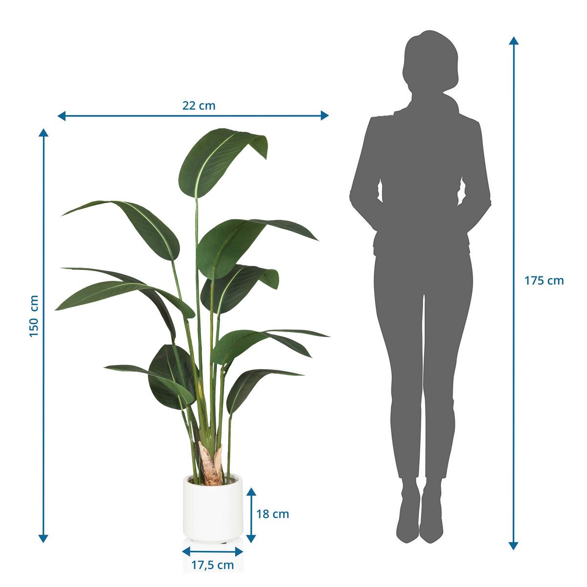 KUNSTPFLANZE Strelitzia Grün B: 22cm - Weiß/Grün, MODERN, Kunststoff (22/150/31cm) - MID.YOU