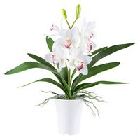 Kunstpflanze Orchideen Rosa/Weiß, 53 cm - Rosa/Weiß, Design, Kunststoff (53cm) - P & B