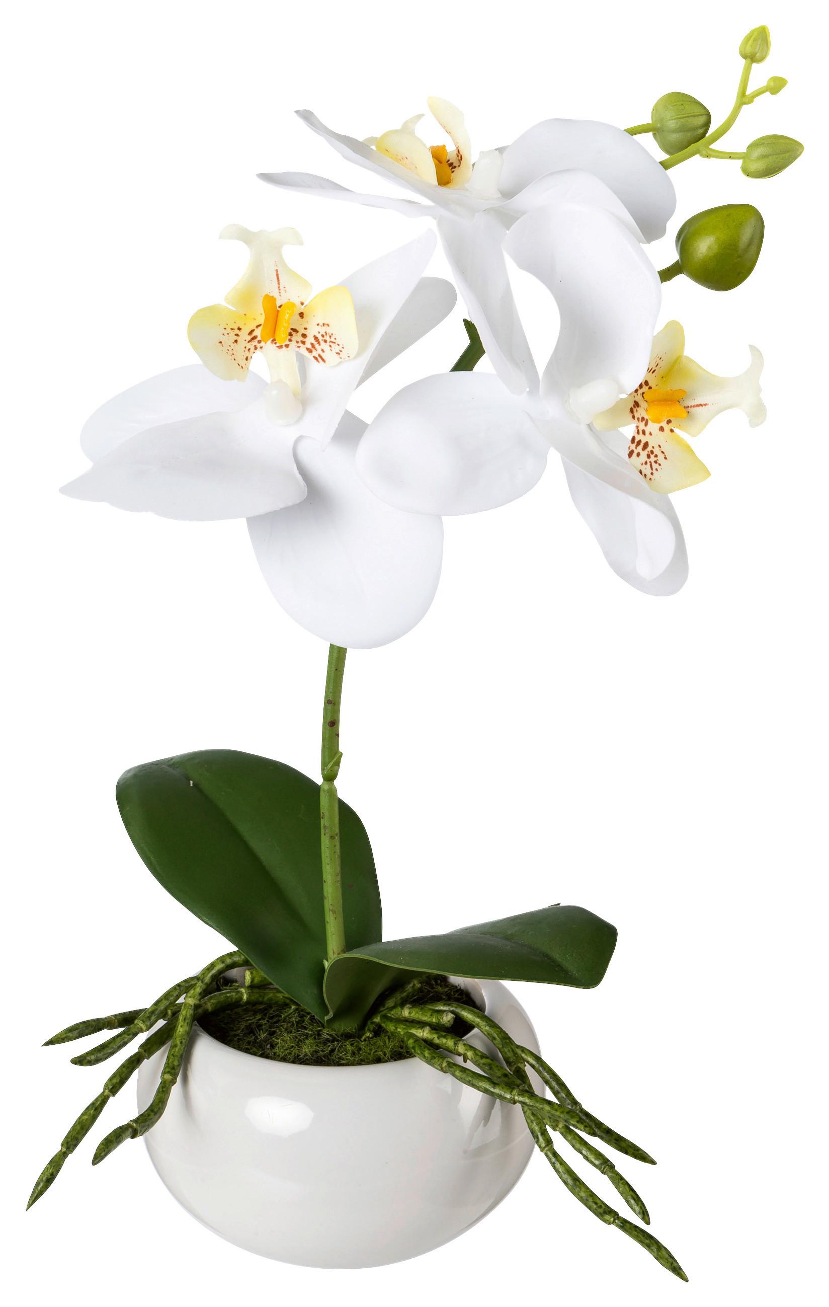 Kunststoff Orchideen Weiß, inkl. Topf: H: 27 cm - Weiß/Grün, Design, Keramik/Kunststoff (27cm) - P & B