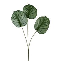 Kunstpflanze Calatheablatt Grün L: 72cm, Thea - Grün, Natur, Kunststoff (72cm)