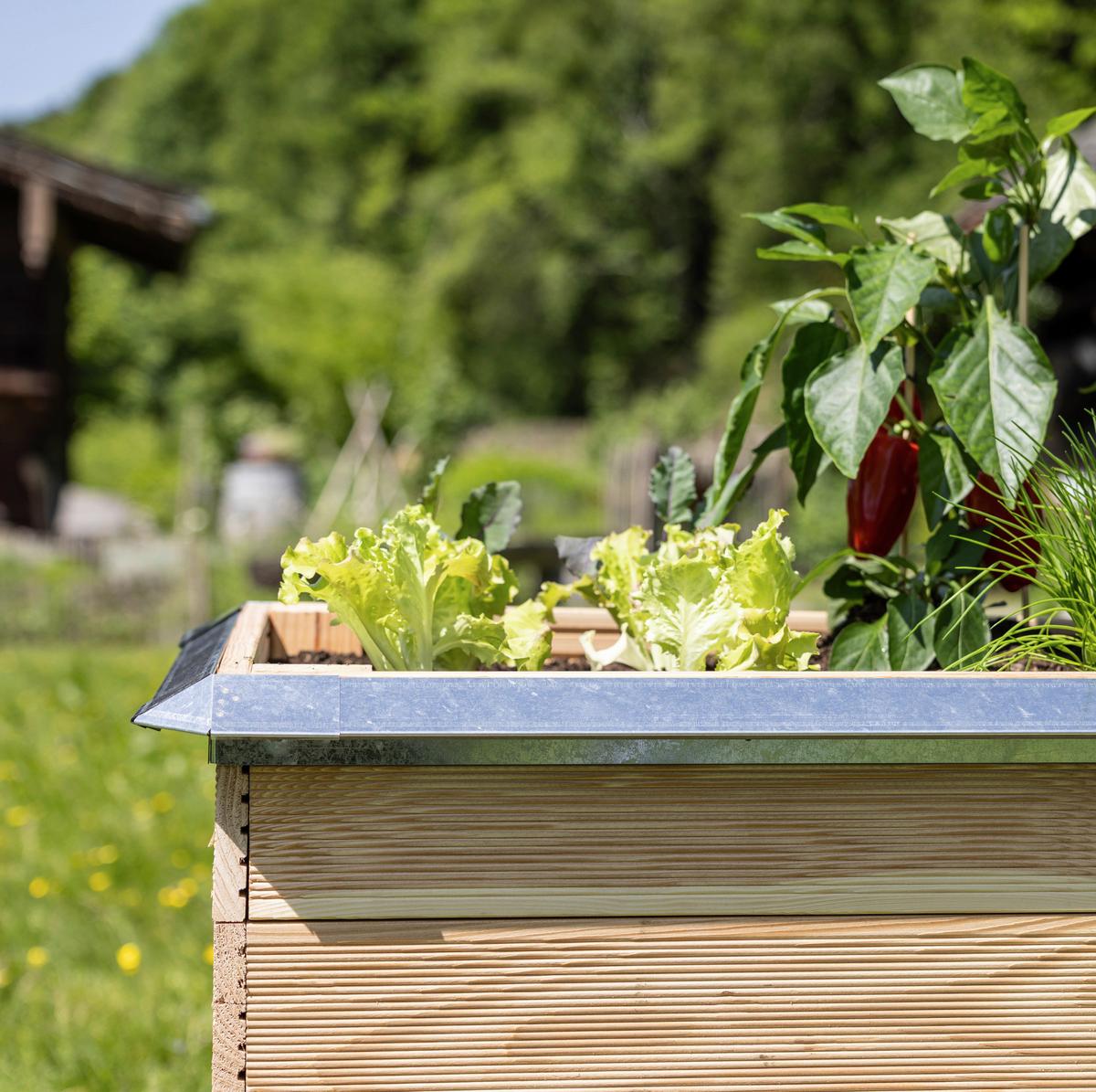 Schneckenschutz 02447 Schneckenschutz Wand - Hellgrau, Basics, Metall (5/4,2/100cm) - Windhager