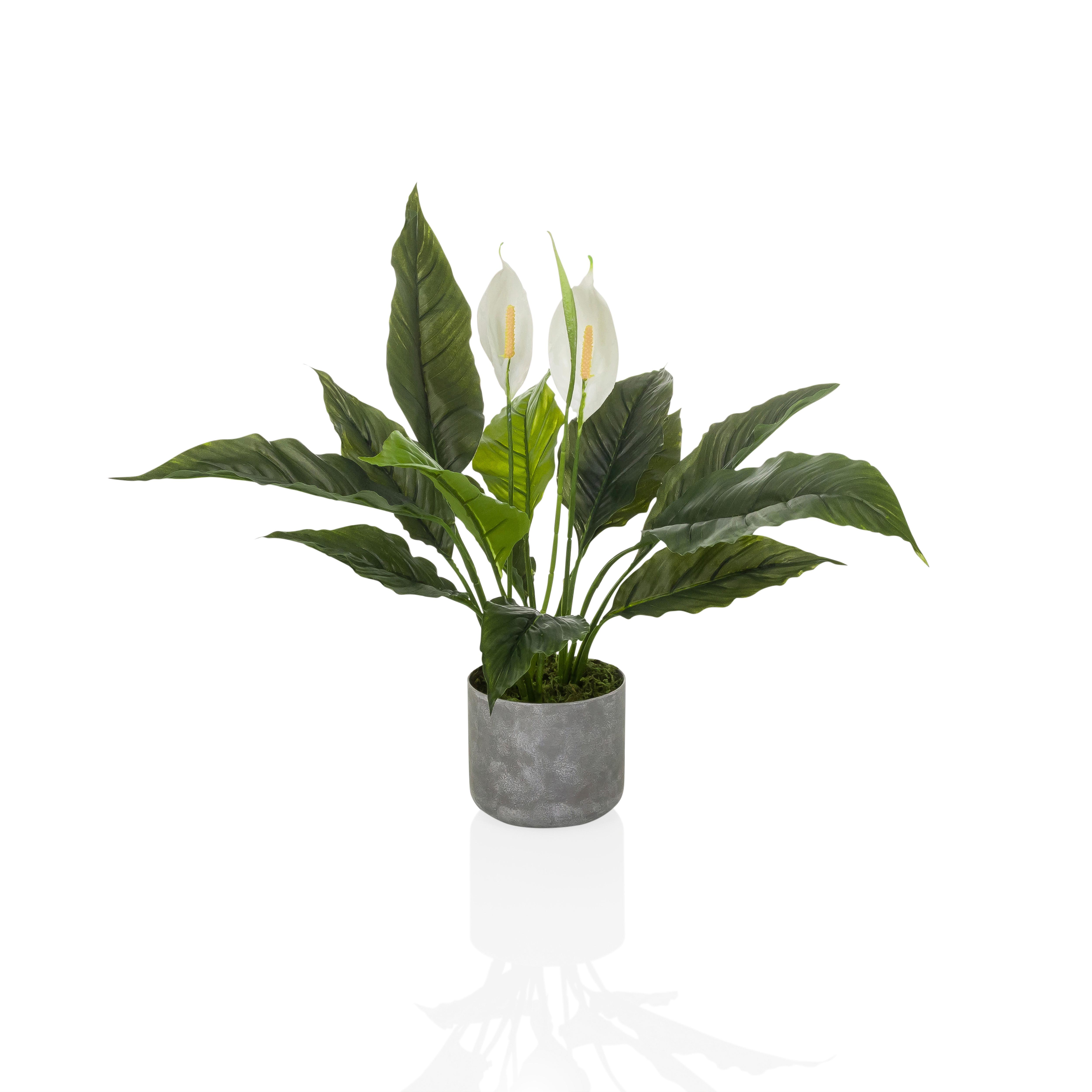Kunstpflanze Spathiphyllum Weiß/Grün B: 55cm - Weiß/Grau, MODERN, Kunststoff (55/60/40cm) - MID.YOU