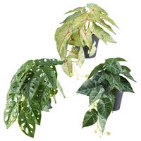 Kunstpflanze Grün, Topf: Schwarz, H: 18 cm - Schwarz/Grün, Design, Kunststoff (18cm) - P & B