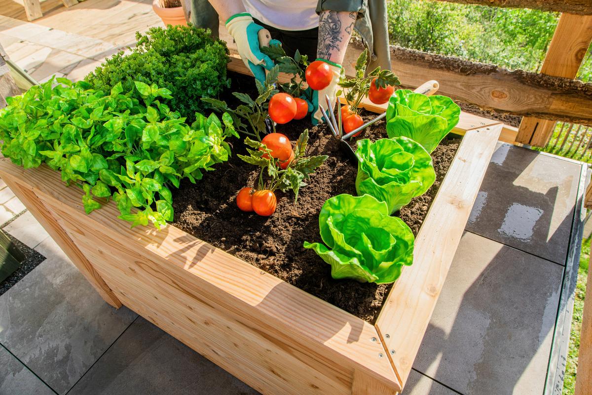 Hochbeet Hochbeet Lärche 100 - Lärchefarben, Basics, Holz (65/66/100cm)