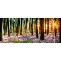 Wandbild Veilchen Wald Multicolor 117x49 cm - Lila/Naturfarben, MODERN, Holzwerkstoff (117/49/1,9cm)