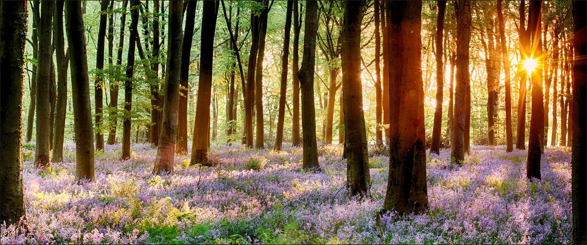 Wandbild Veilchen Wald Multicolor 117x49 cm - Lila/Naturfarben, MODERN, Holzwerkstoff (117/49/1,9cm)