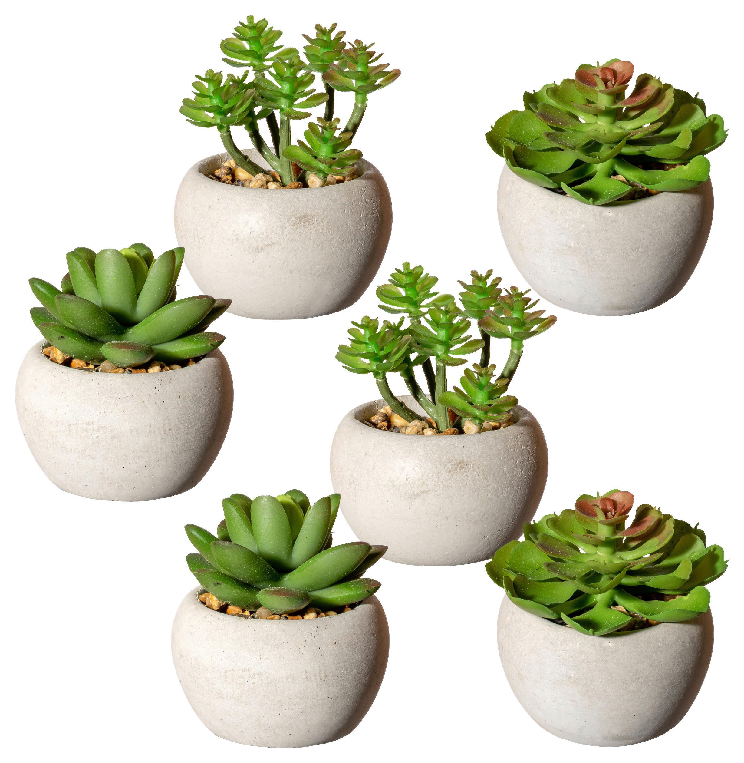 Kunstpflanze Sukkuleten Grau/grün, 6 Cm - Grau/Grün, Design, Keramik/Kunststoff (6cm) - P & B