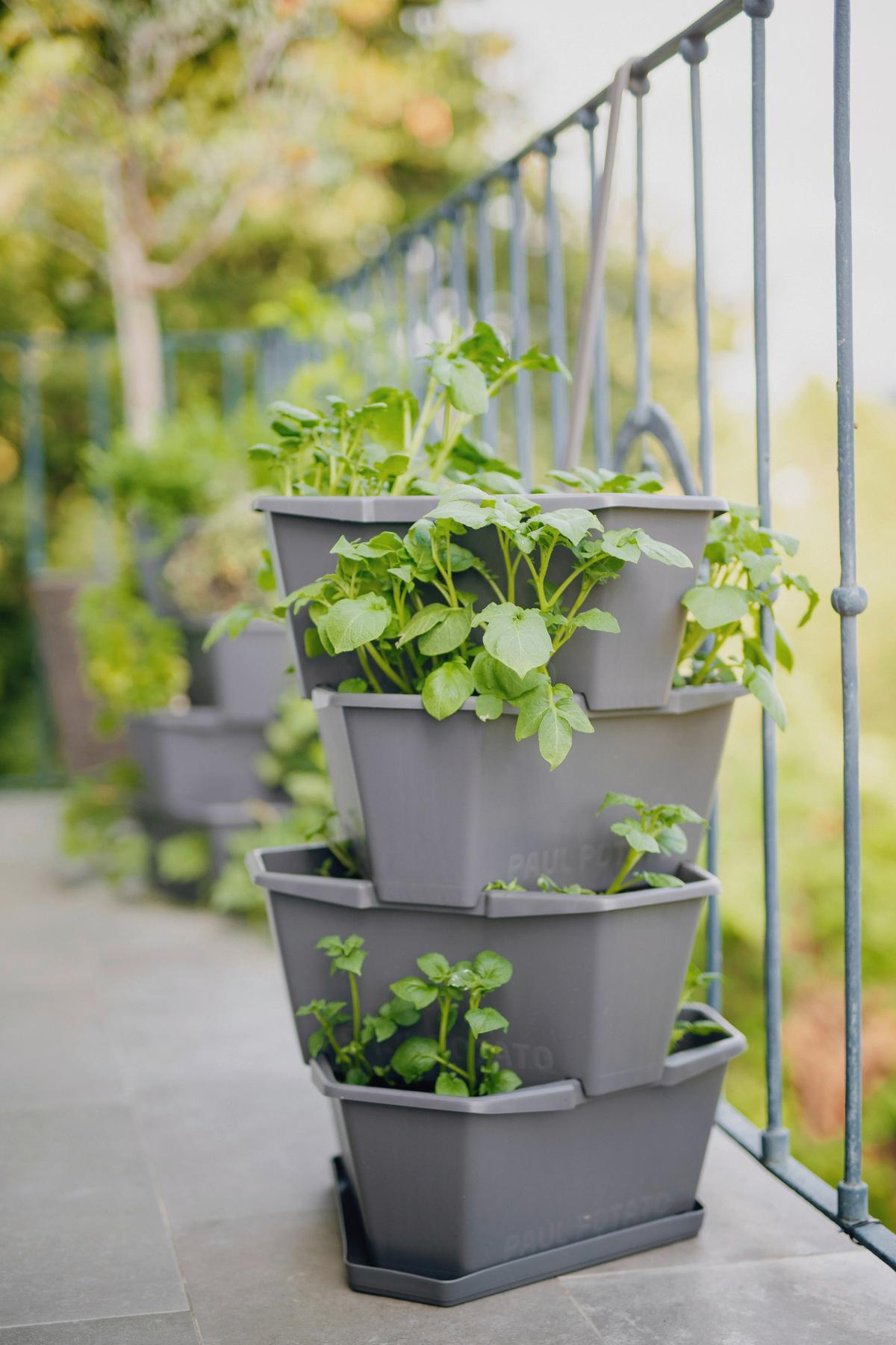 Übertopf Paul Kunststoff Outdoor B/H/T: 44x65x44 cm - Anthrazit, Basics, Kunststoff (44/65/44cm) - Gusta Garden