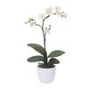Kunstpflanze Orchideen Creme, Topf: Weiß: H: 55 cm - Creme/Weiß, Design, Keramik/Kunststoff (55cm) - P & B