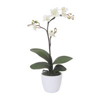 Kunstpflanze Orchideen Creme, Topf: Weiß: H: 55 cm - Creme/Weiß, Design, Keramik/Kunststoff (55cm) - P & B