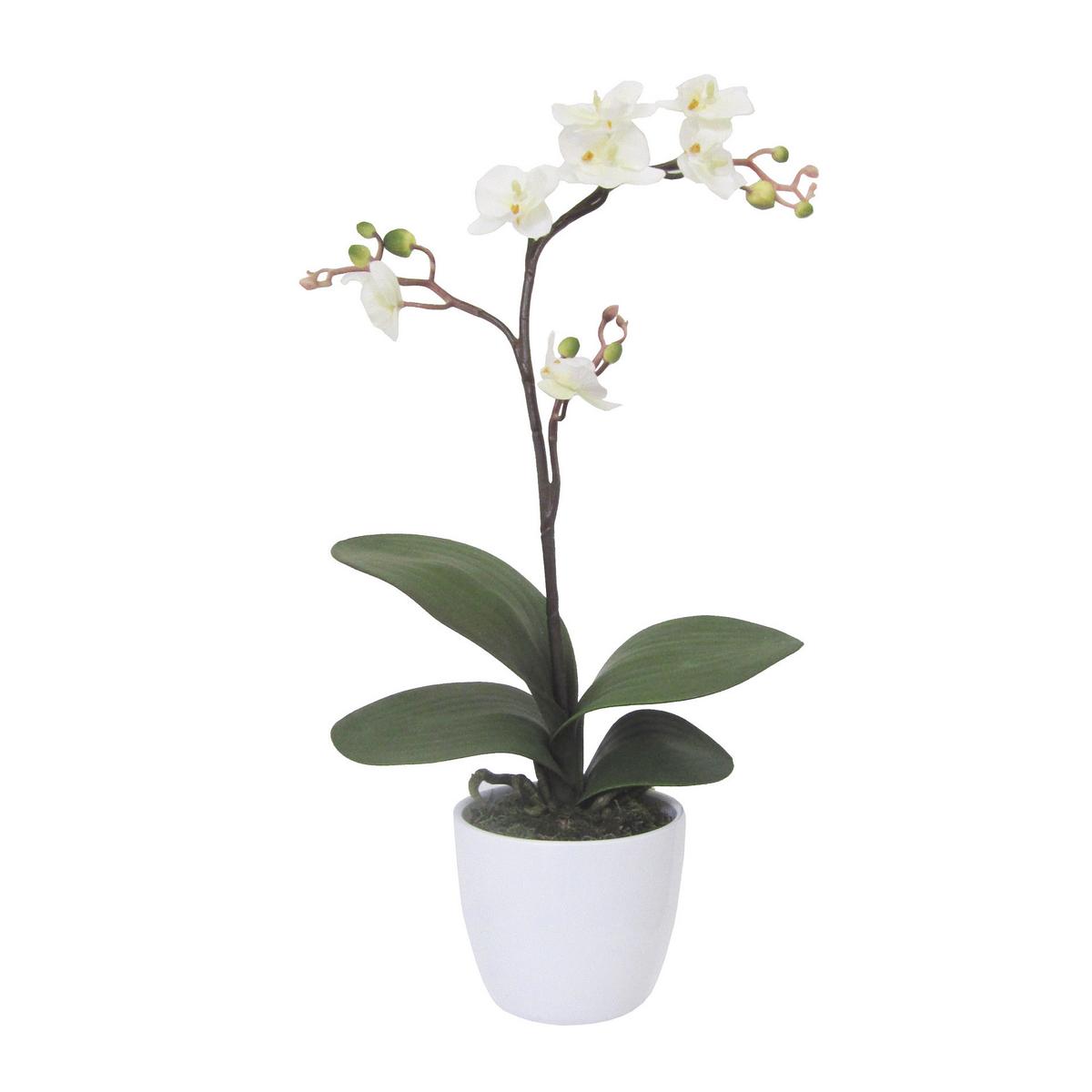 Kunstpflanze Orchideen Creme, Topf: Weiß: H: 55 cm - Creme/Weiß, Design, Keramik/Kunststoff (55cm) - P & B