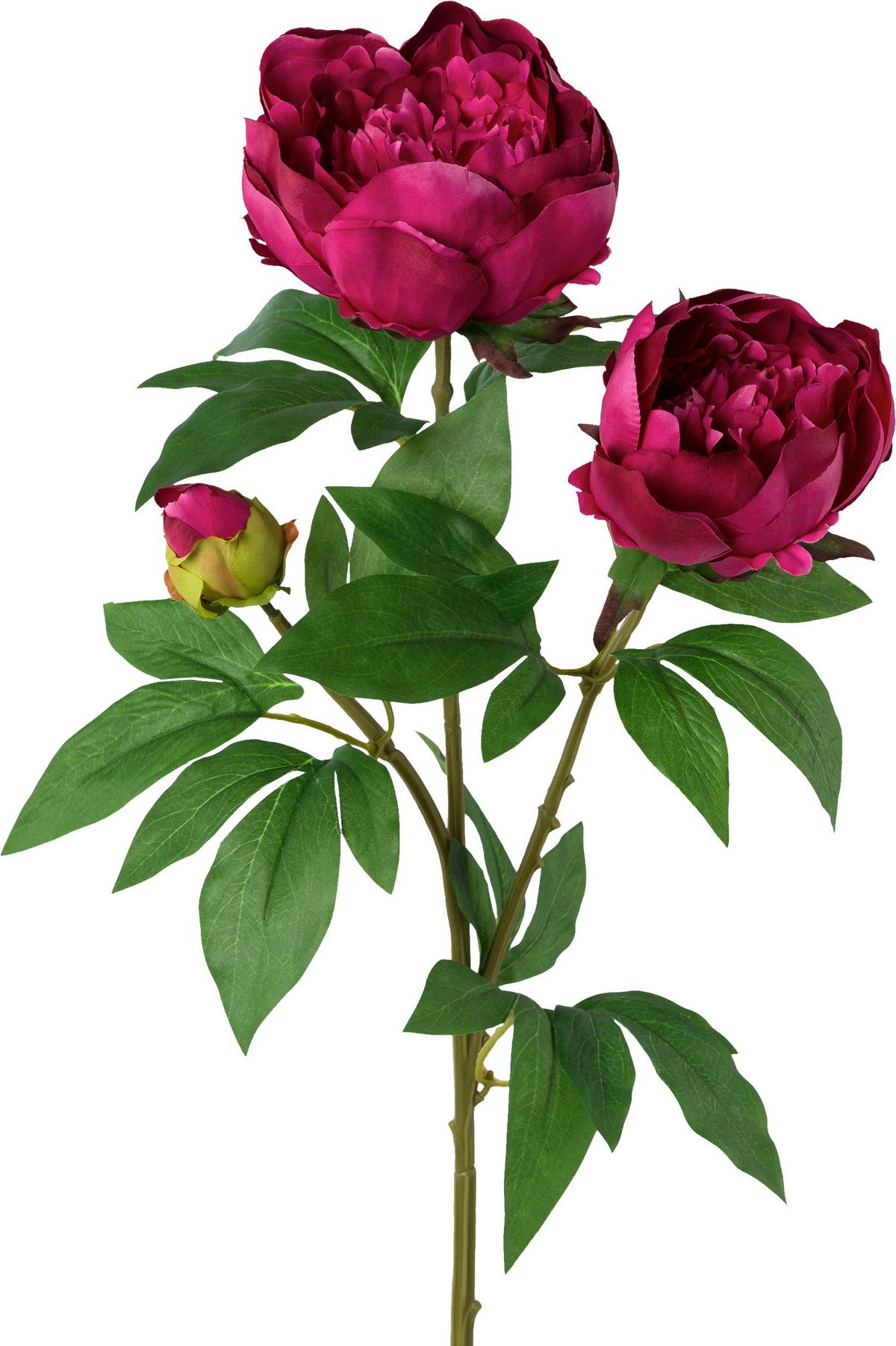 Umelá rastlina Pivonka, V: 70cm - zelená/červená, Basics, plast (70cm) - Modern Living