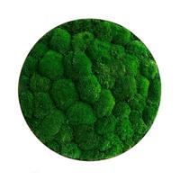 Moosbild Moos Grün B: 54 Cm - Silberfarben/Grün, Basics, Naturmaterialien/Metall (54/10cm)