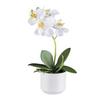 Kunstpflanze Orchideen Grün/Weiß, 27 cm - Weiß/Grün, Design, Keramik/Kunststoff (27cm) - P & B