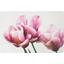 Prestieranie Orchidee - plast (29/44cm) - Mömax modern living Prestieranie Orchidee - plast (29/44cm) - Mömax modern living