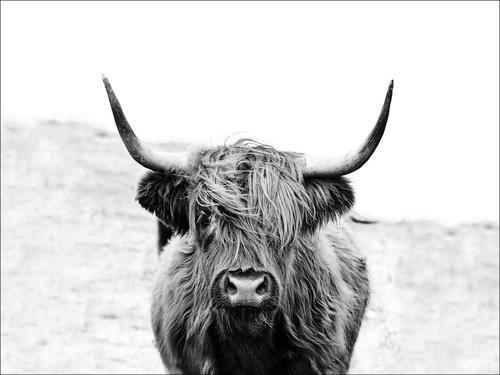 Leinwandbild Scottish Highland Cattle Ii Grau 116x84 Cm - Grau, Basics, Papier/Holzwerkstoff (116/84/2,4cm)