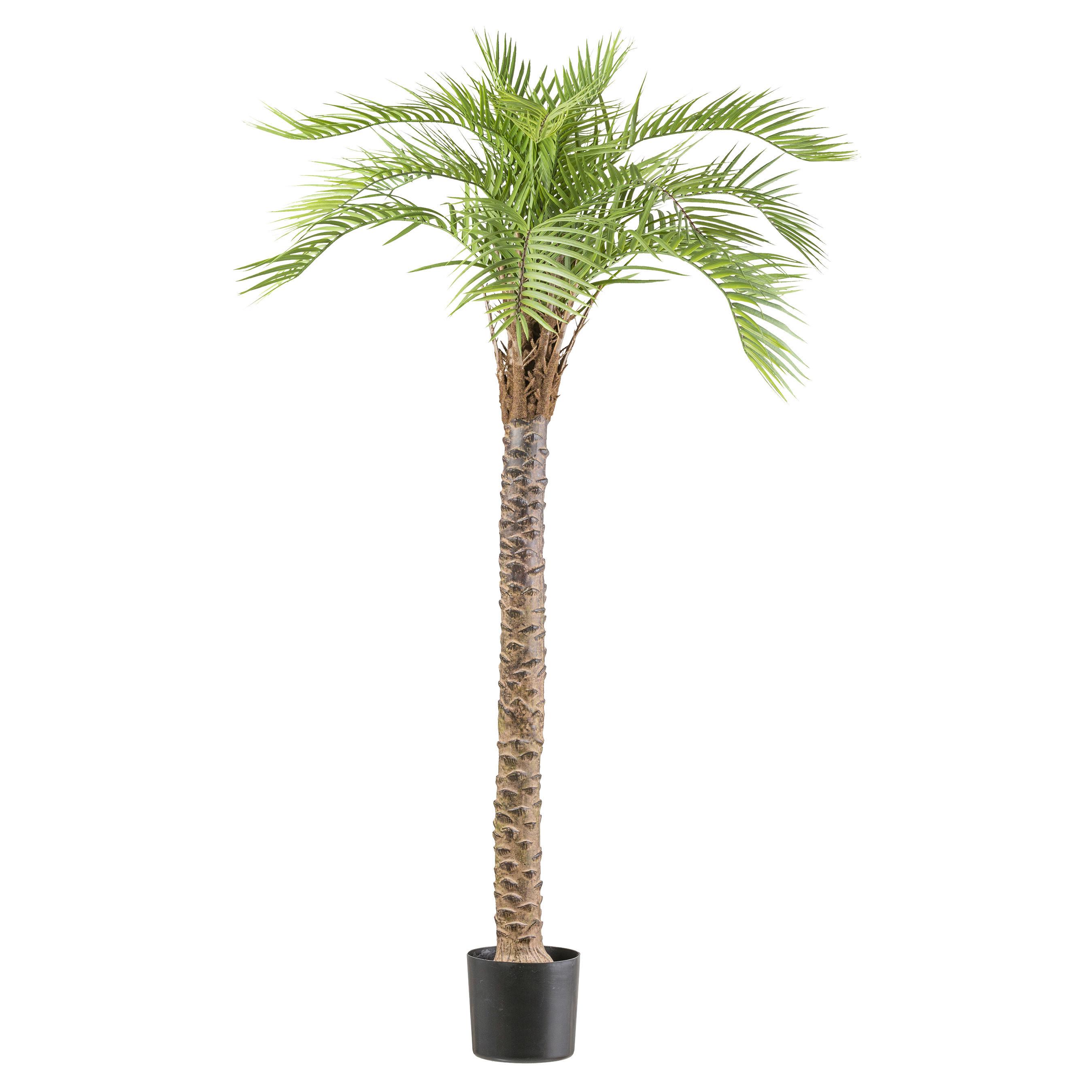 Kunstpflanze Palmen Grün/Braun/Schwarz, 175 cm - Schwarz/Braun, Design, Kunststoff (175cm) - P & B