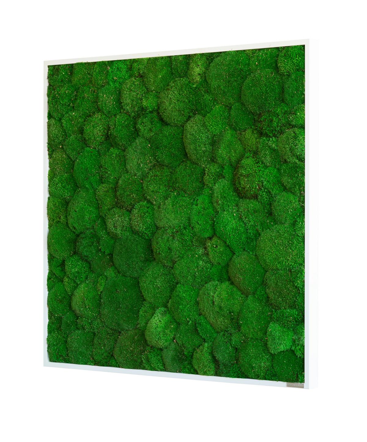 Moosbild Grün B: 80 cm - Weiß/Grün, Basics, Naturmaterialien/Holz (80/80/7cm)
