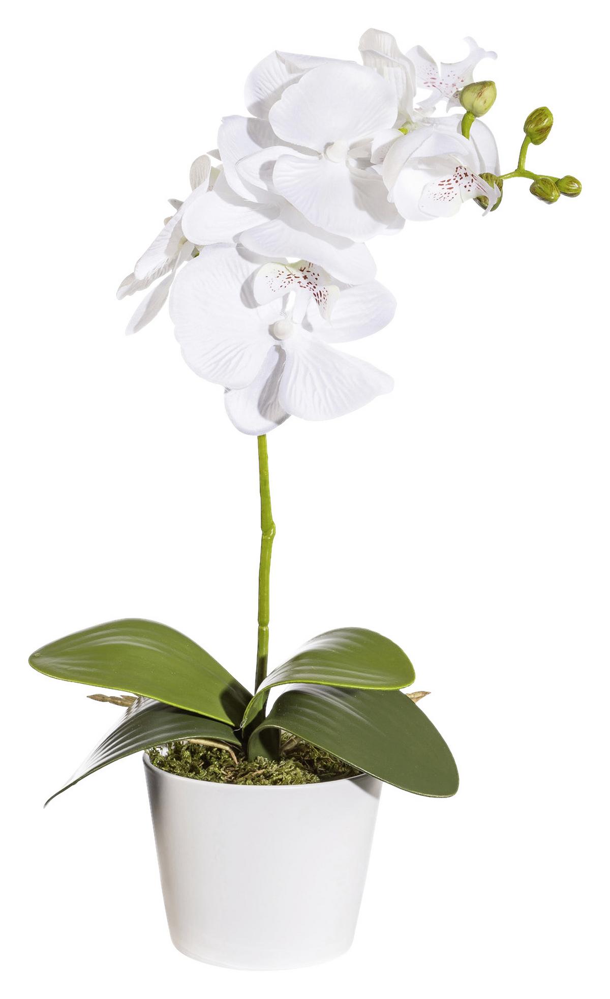 Kunstpflanze Orchidee Bunt L: 40 cm Im Topf, Sofie - Lila/Multicolor, Natur, Kunststoff (40cm)