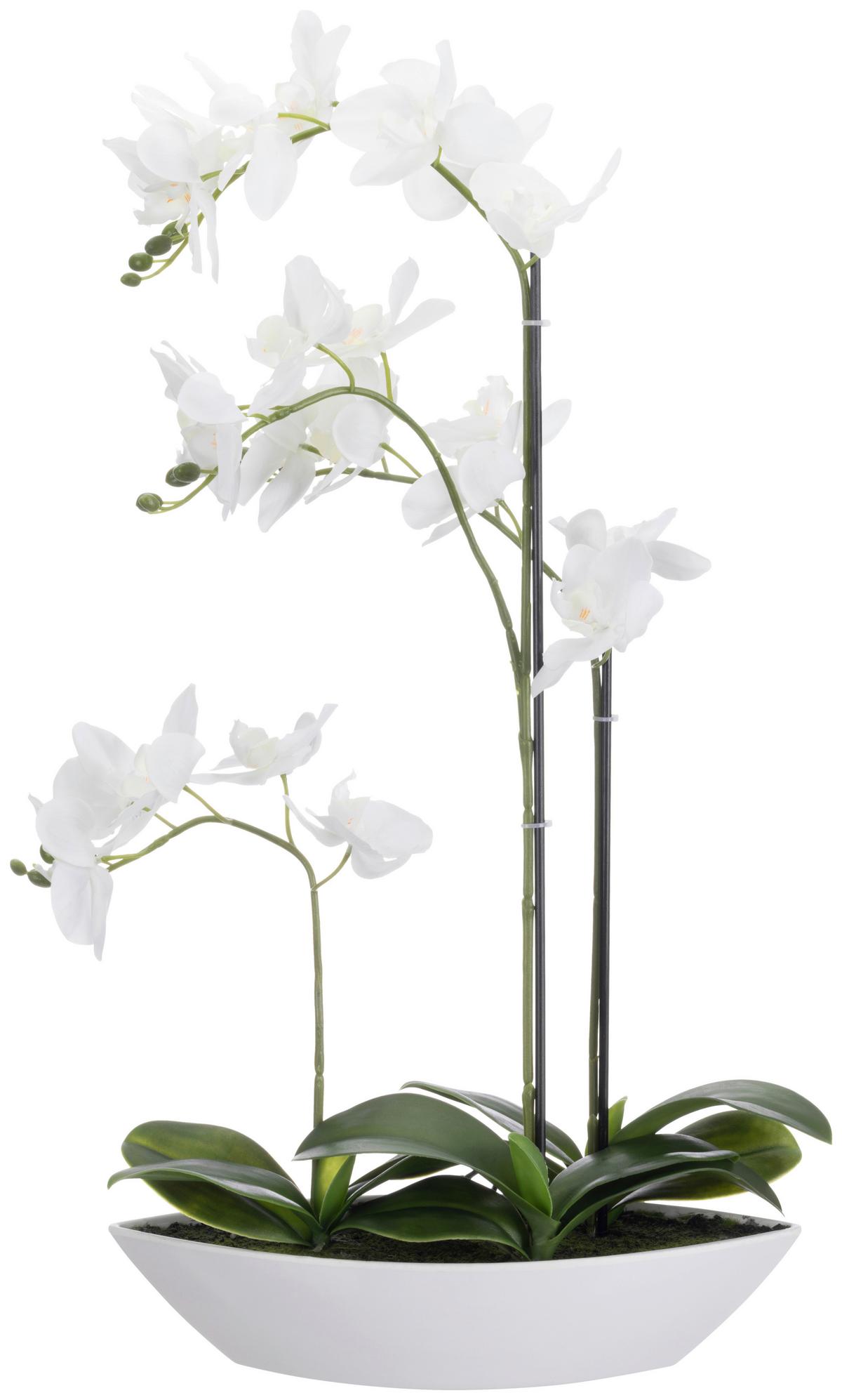 Orchidee Birgit - Weiß/Grün, KONVENTIONELL, Kunststoff/Textil (33/12/60cm) - Luca Bessoni