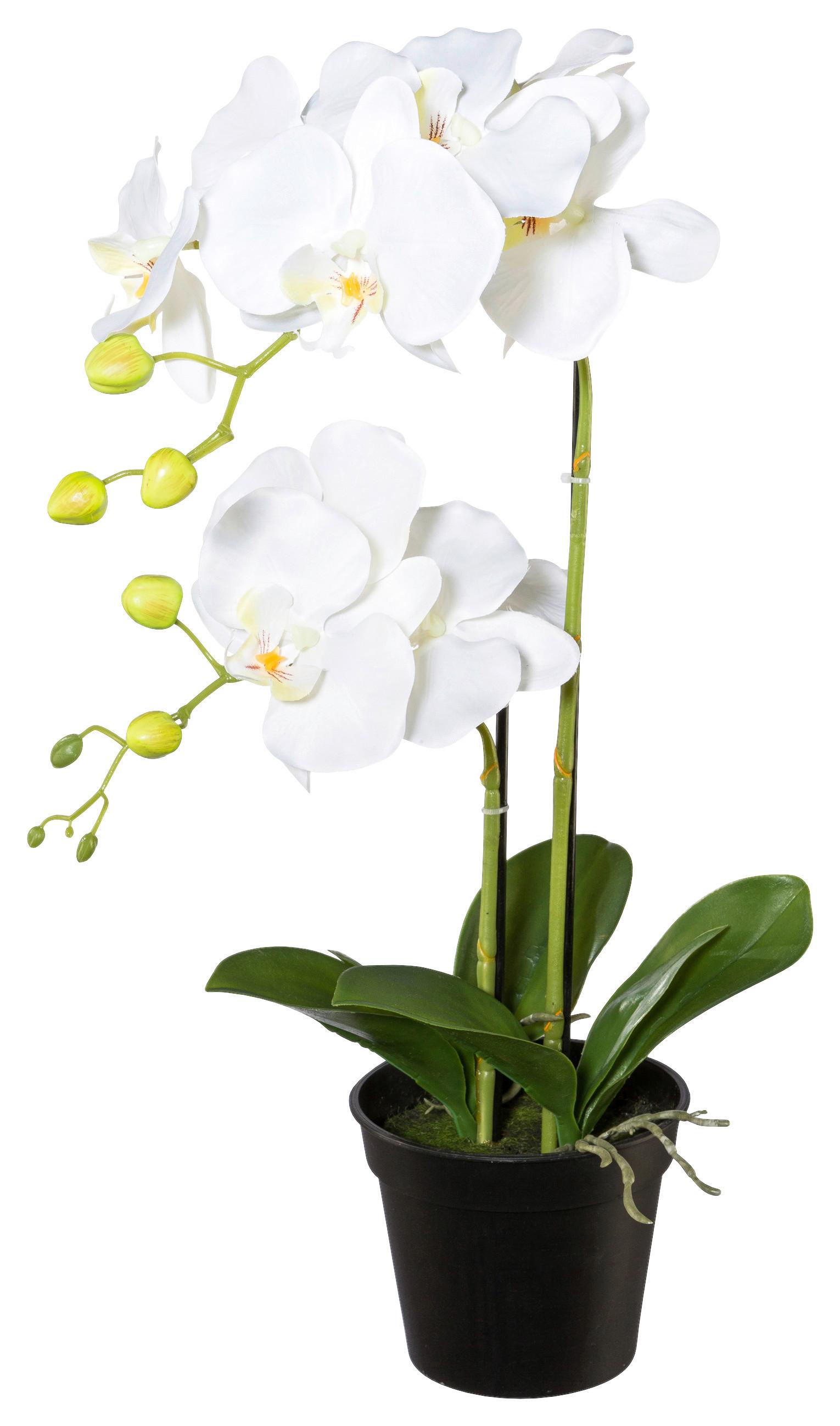 Kunstpflanze Orchidee Weiß, H: 55 cm - Schwarz/Weiß, Design, Kunststoff (55cm) - P & B