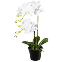 Kunstpflanze Orchidee Weiß, H: 55 Cm - Schwarz/Weiß, Design, Kunststoff (55cm) - P & B