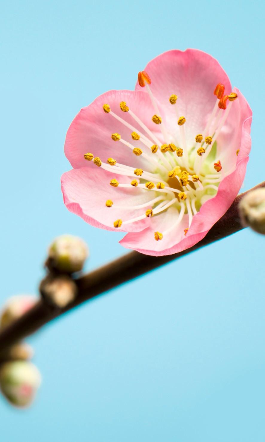 Vliestapete Peach Blossom - Braun, Basics (150/250cm) - Komar