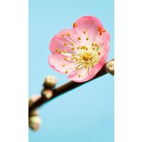 Vliestapete Peach Blossom - Braun, Basics (150/250cm) - Komar