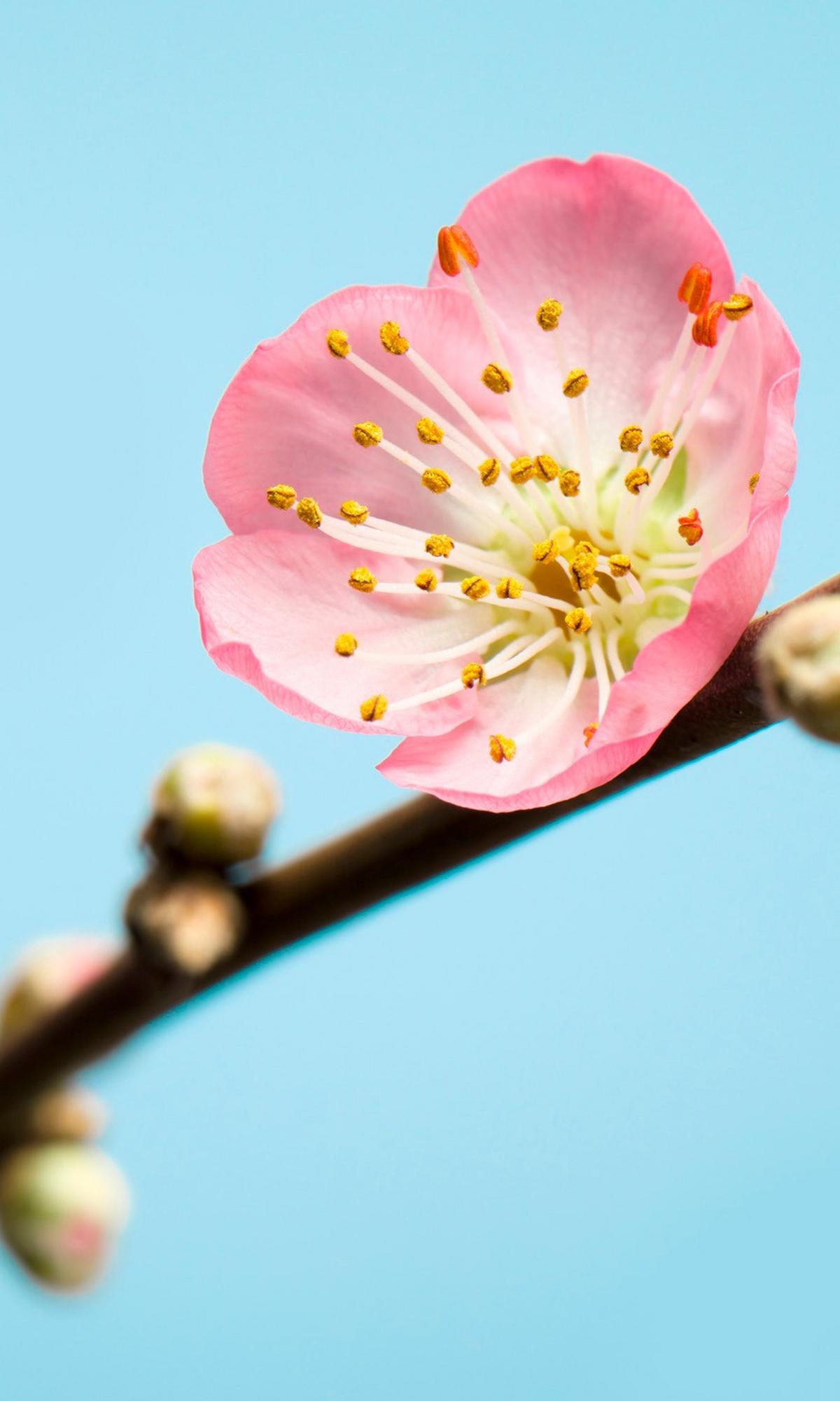 Vliestapete Peach Blossom - Braun, Basics (150/250cm) - Komar