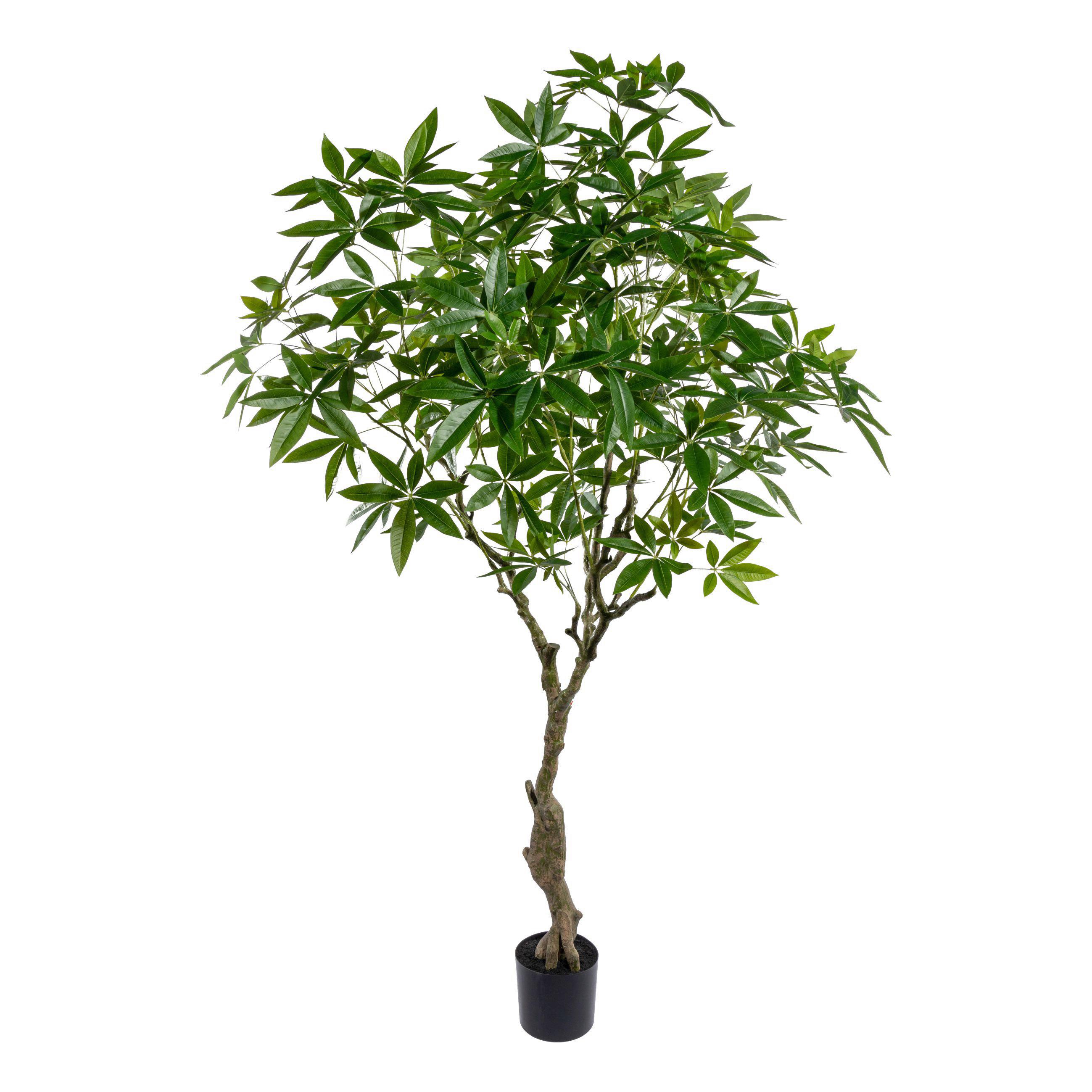 Kunstpflanze Glückskastanie H: 220 cm - Schwarz/Braun, Design, Kunststoff (220cm) - P & B