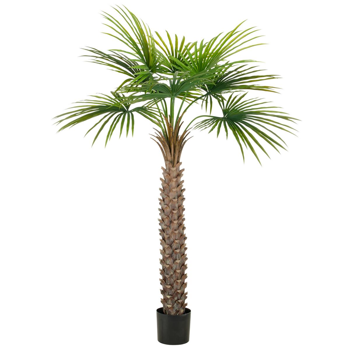 Kunstpflanze Fächerpalme Kunststoff, Grün, H: 175 cm - Schwarz/Braun, Basics, Kunststoff (175cm) - P & B