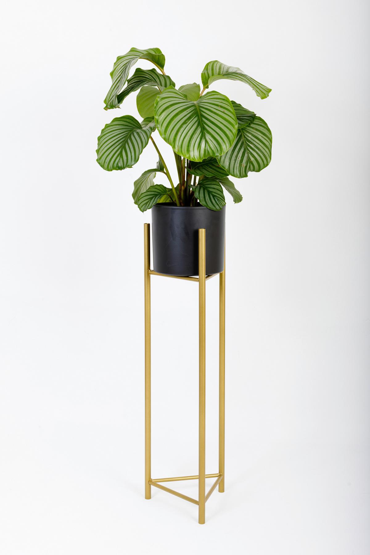 Blumenständer Aluminium Gold- Farben BxHxT: 27x75x27 cm - Goldfarben, Basics, Metall (27/75/27cm)