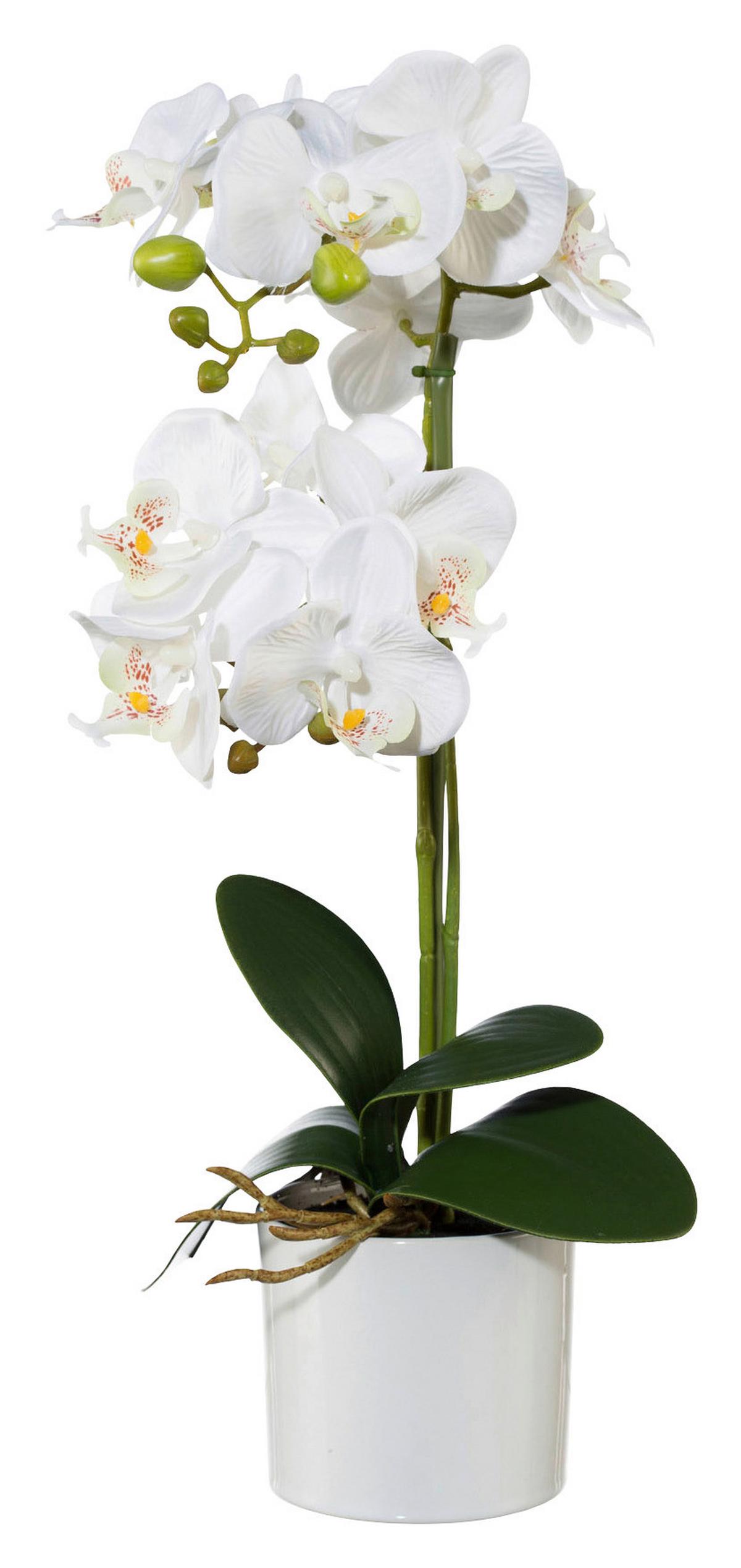 UMĚLÁ ROSTLINA PHALÄNOPSIS II - bílá/zelená, Romantický / Rustikální, kov/plast (45cm) - Modern Living