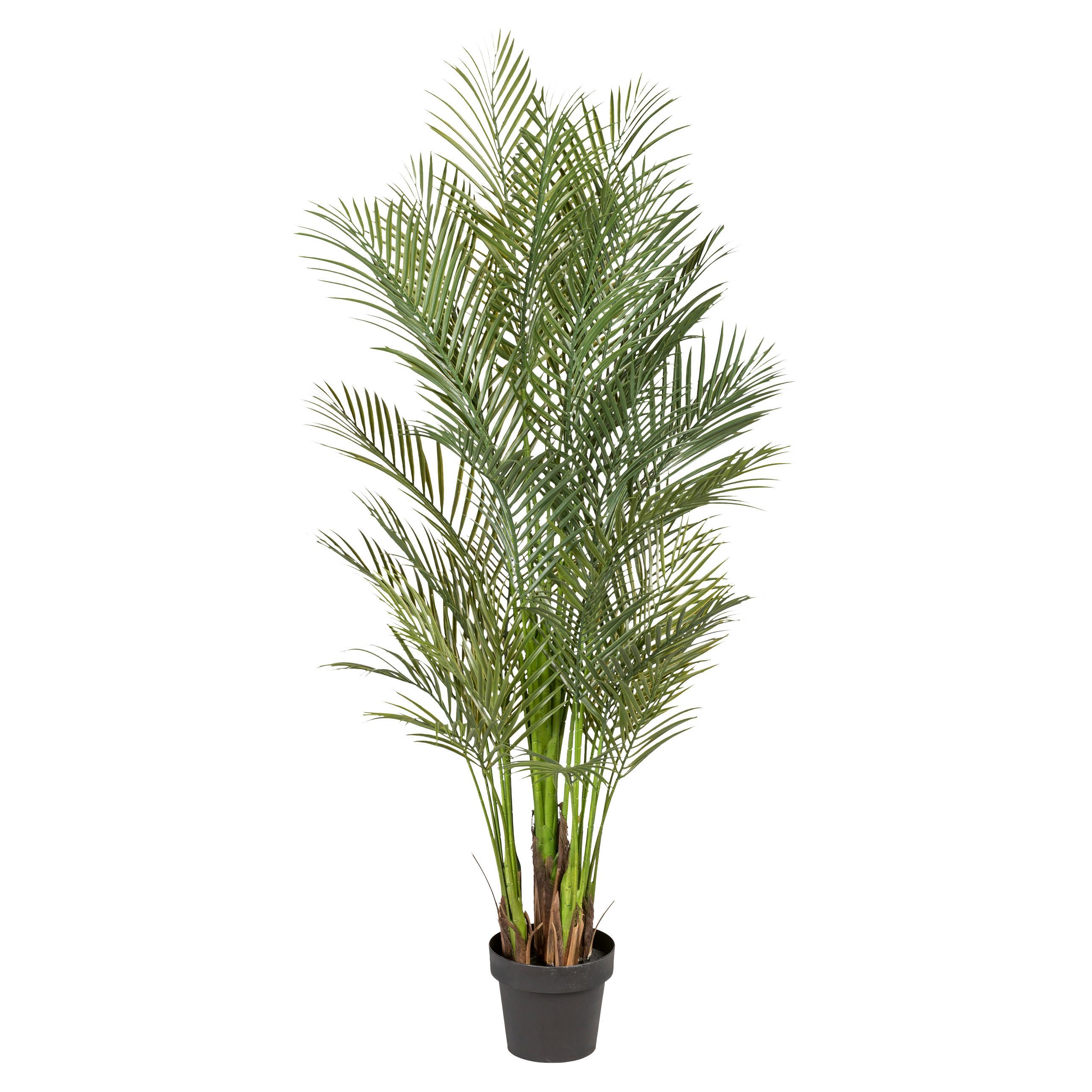 Kunstpflanze Palme H: 160 cm - Schwarz/Grün, Design, Kunststoff (160cm) - P & B