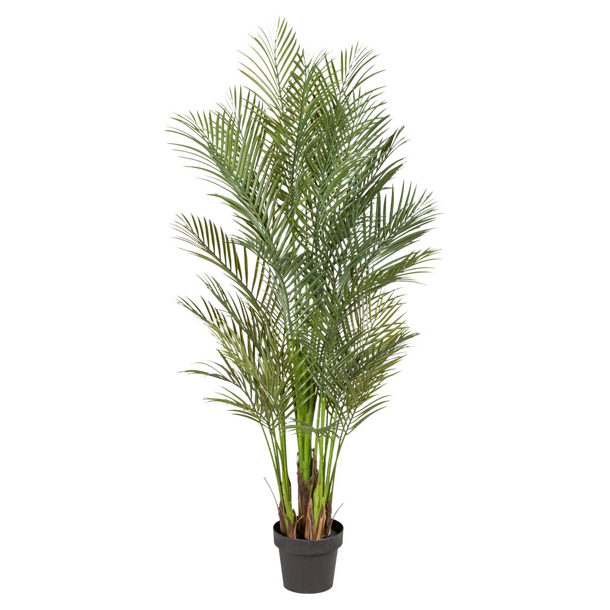 Kunstpflanze Palme H: 160 cm - Schwarz/Grün, Design, Kunststoff (160cm) - P & B