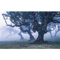Vliestapete Sh052-Vd4 Ghost Line - Natur (400/250cm)