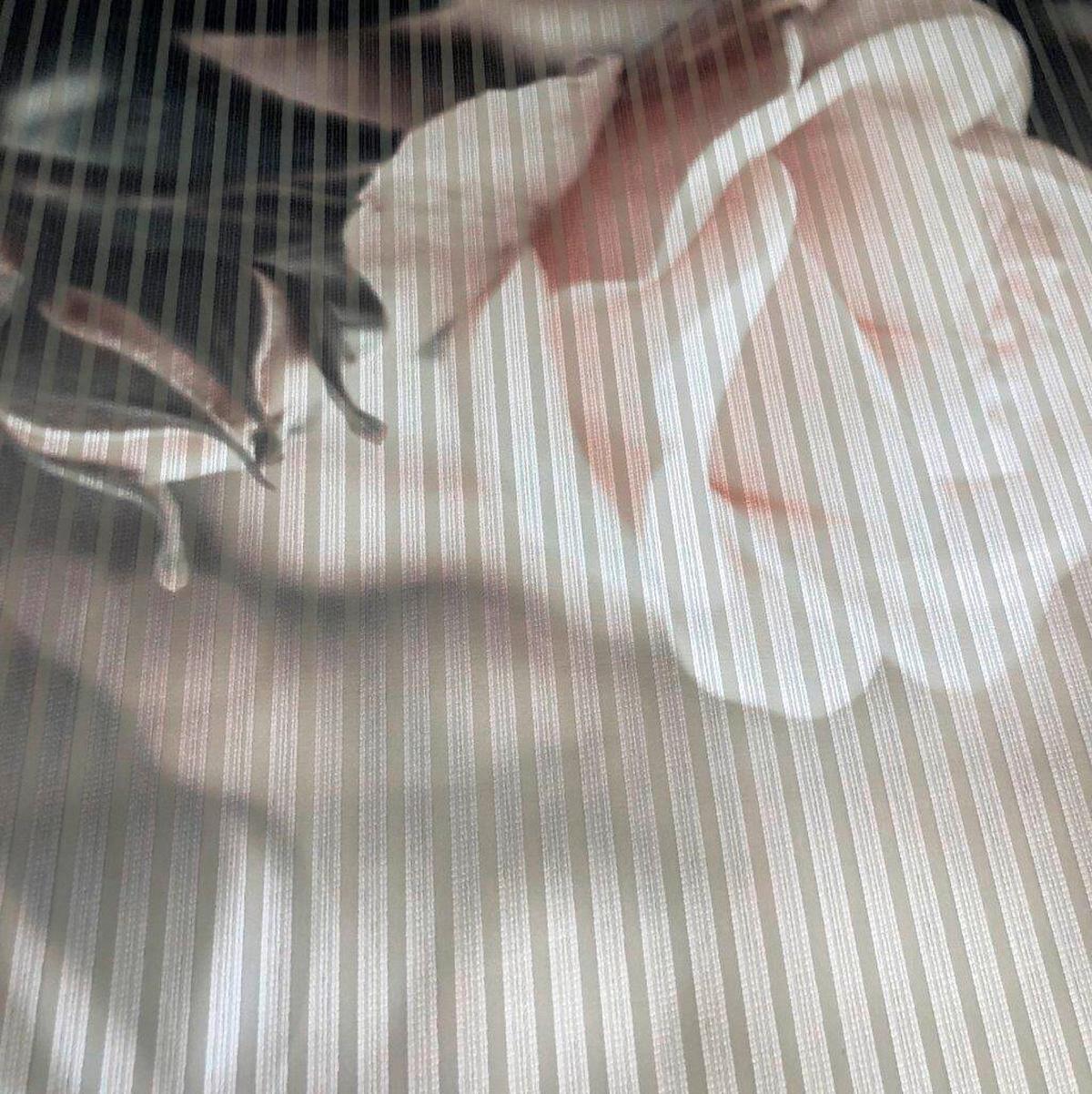 Flächenvorhang Poesia - Rosa, Natur, Textil (60/245cm)