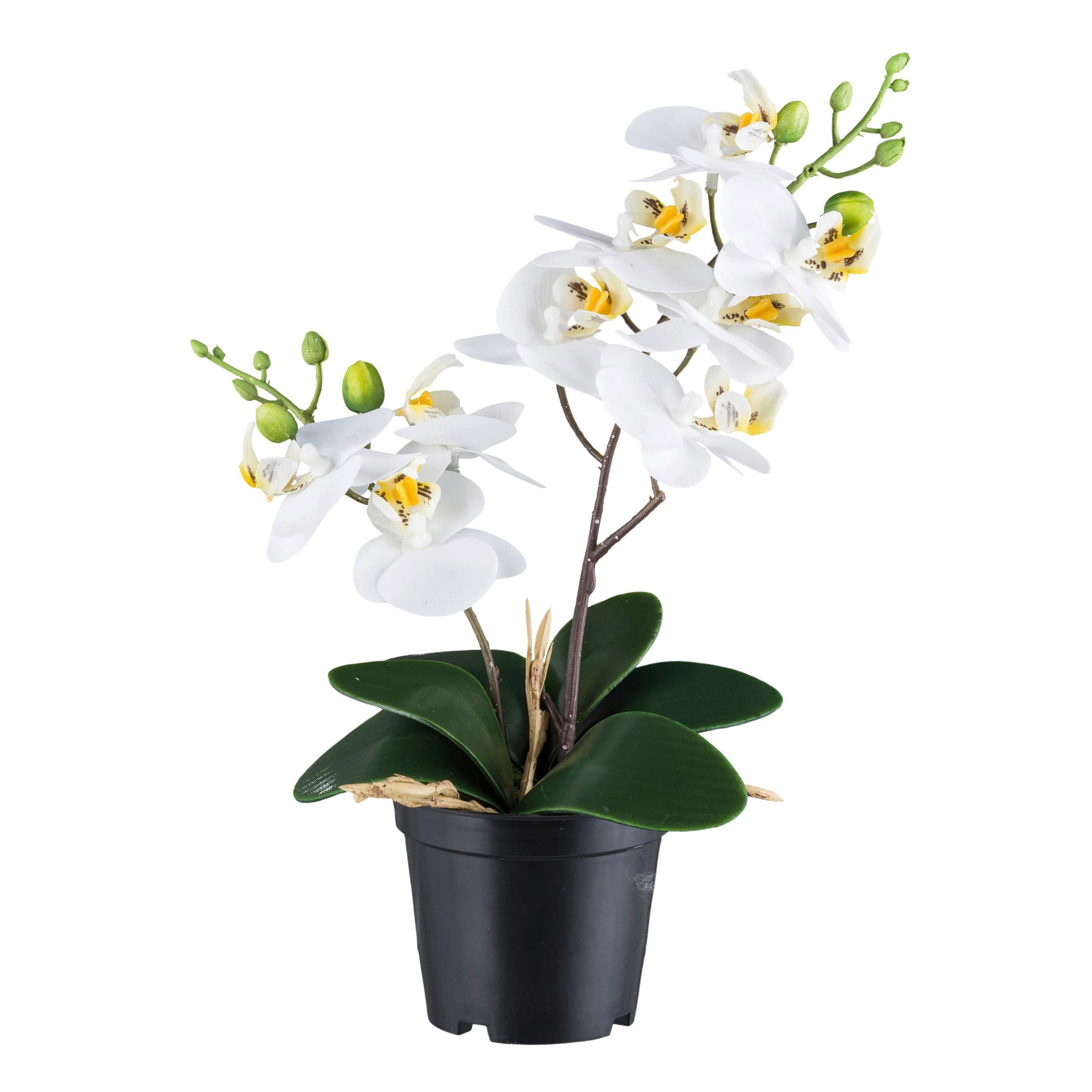 Kunstpflanze Orchideen Grün/schwarz/weiß, 28 Cm - Schwarz/Weiß, Design, Kunststoff (28cm) - P & B
