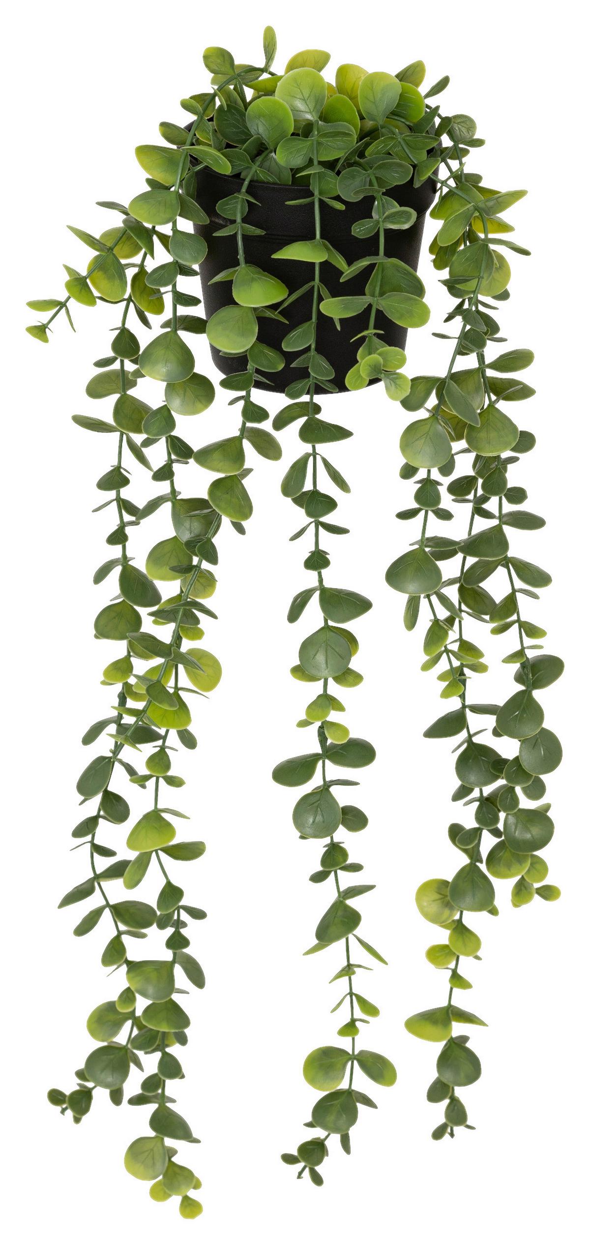 Umelá rastlina EUKALYPTUS - čierna/zelená, Basics, plast (18/51/13cm) - Mömax