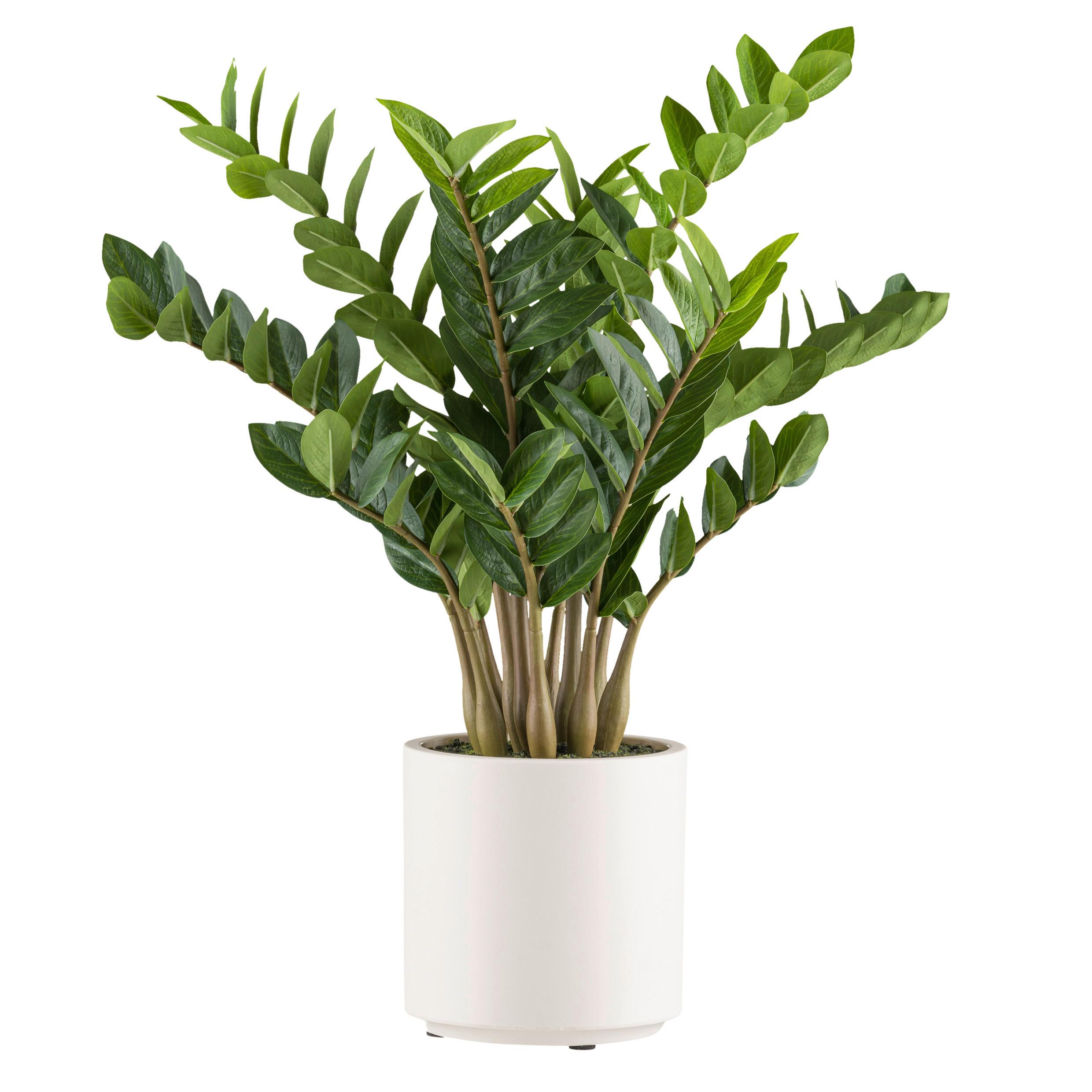 Kunstpflanze Grünpflanze H: 80 cm - Creme/Braun, Design, Kunststoff (80cm) - P & B