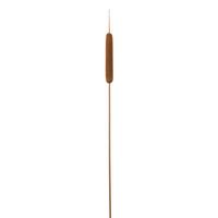 Dekorační rostlina Rákos, V: 77cm - přírodní barvy/hnědá, přírodní materiály (77cm) - Modern Living