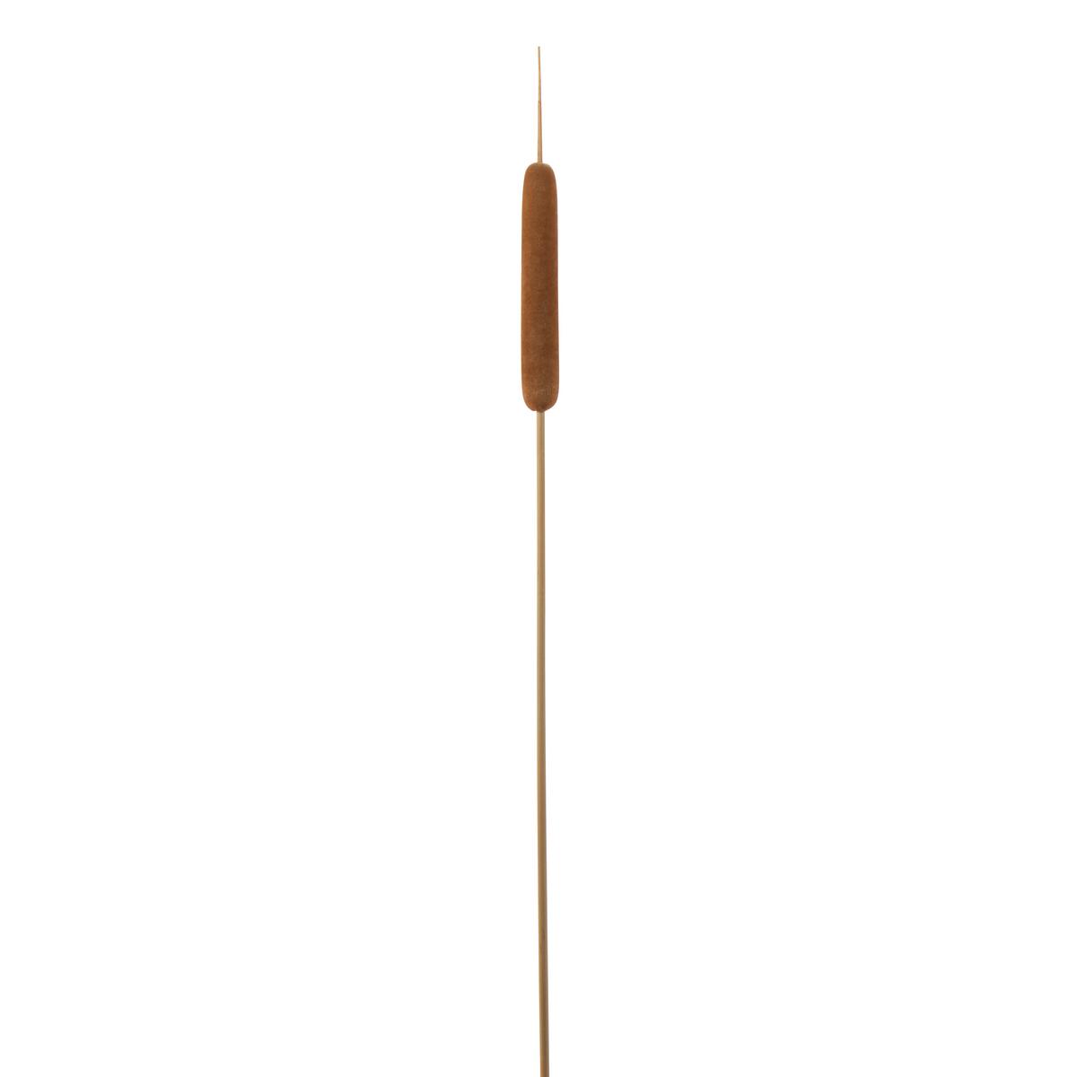 Dekorační rostlina Rákos, V: 77cm - přírodní barvy/hnědá, přírodní materiály (77cm) - Modern Living
