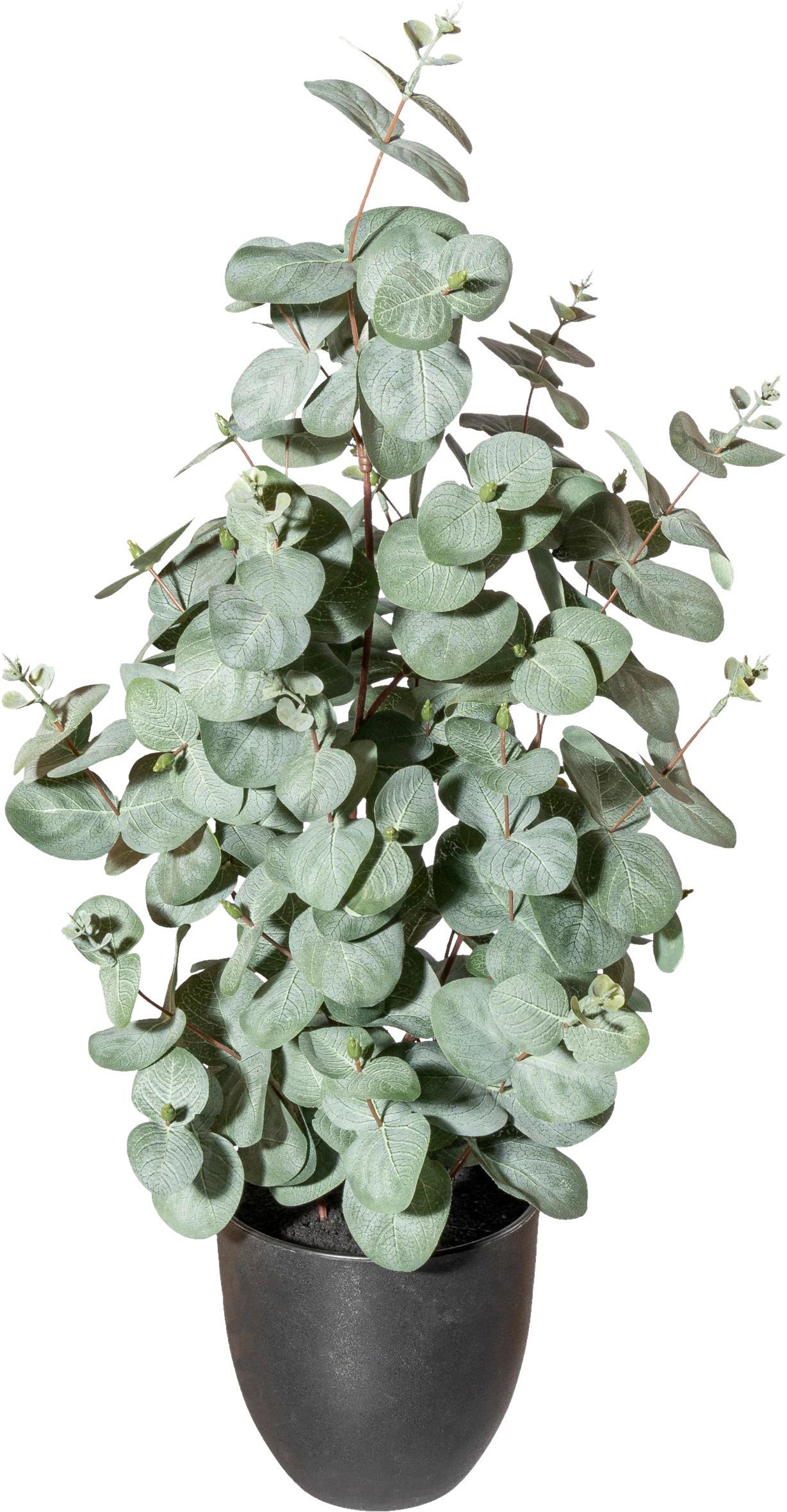 Kunstpflanze Eukalyptus H: 60 cm - Schwarz/Grau, Design, Kunststoff (60cm) - P & B