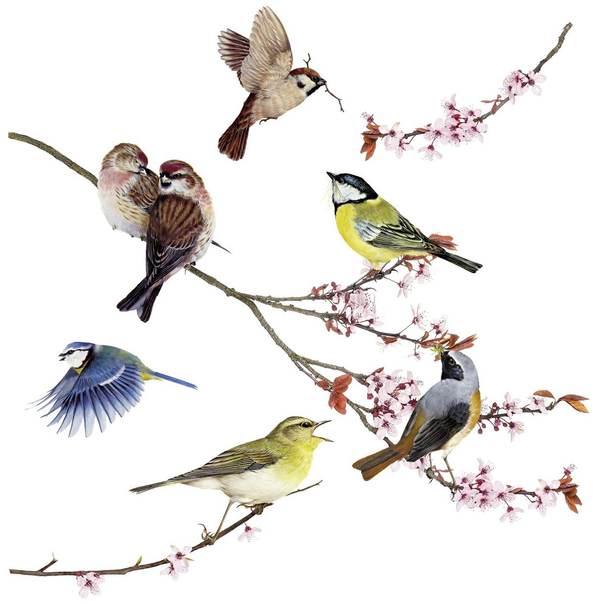 Fensterbild Birds - Multicolor, Natur, Kunststoff (31/31cm)
