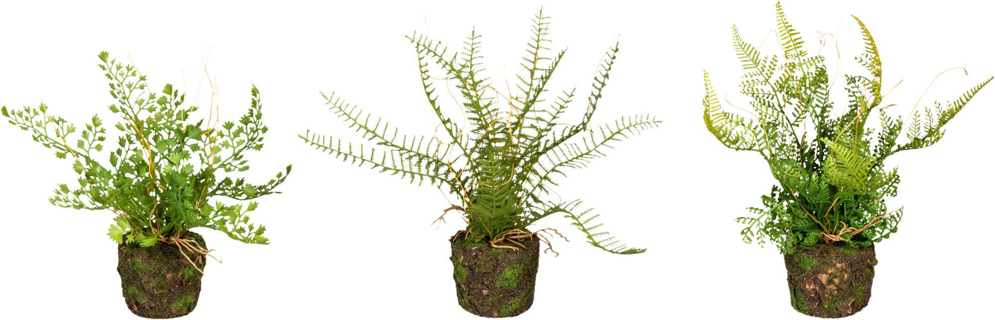 Kunstpflanze Farn H: 22 cm - Braun/Grün, Design, Kunststoff (22cm) - P & B