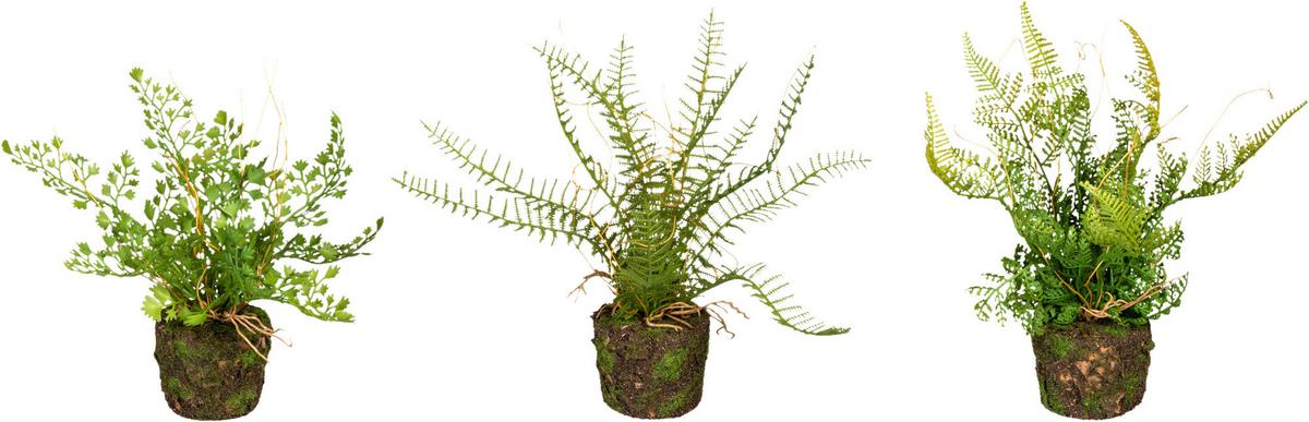 Kunstpflanze Farn H: 22 cm - Braun/Grün, Design, Kunststoff (22cm) - P & B