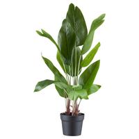 Kunstpflanze Strelitzie H: 70 Cm - Schwarz/Braun, Design, Kunststoff (70cm) - P & B