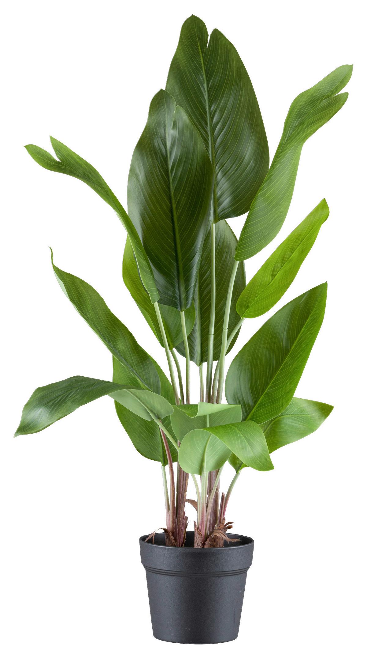 Kunstpflanze Strelitzie H: 70 Cm - Schwarz/Braun, Design, Kunststoff (70cm) - P & B