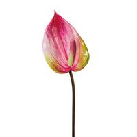 Művirág Flamingóvirág - rózsaszín/zöld, Konventionell, műanyag (76cm)